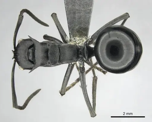 Polyrhachis gagates specimen CASENT0814188 image casent0814188_1