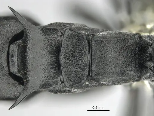 Polyrhachis gagates specimen CASENT0814188 image casent0814188_2