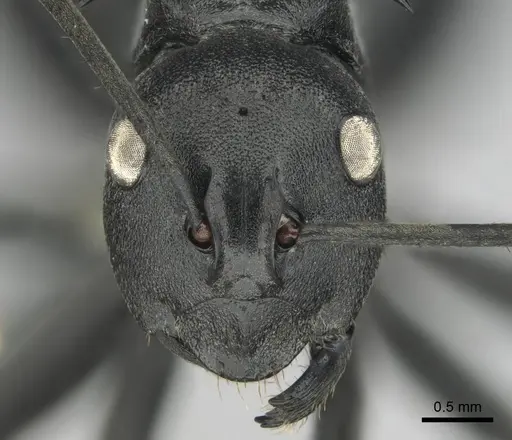 Polyrhachis gagates specimen CASENT0814188 image casent0814188_3
