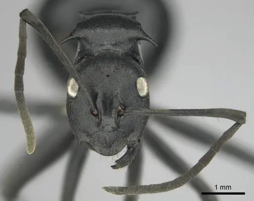 Polyrhachis gagates specimen CASENT0814188 image casent0814188_4