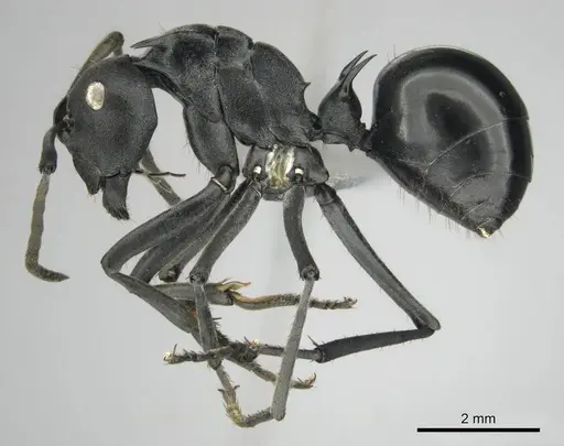 Polyrhachis gagates specimen CASENT0814188 image casent0814188_5