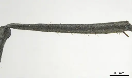 Polyrhachis gagates specimen CASENT0814188 image casent0814188_6