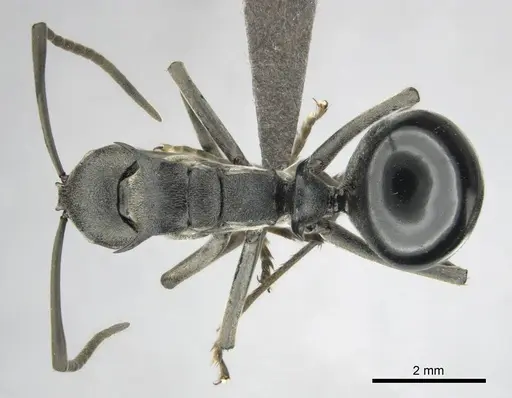 Polyrhachis gagates specimen CASENT0814380 image casent0814380_1