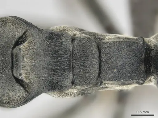 Polyrhachis gagates specimen CASENT0814380 image casent0814380_2