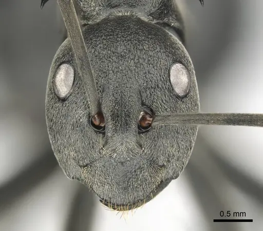 Polyrhachis gagates specimen CASENT0814380 image casent0814380_3