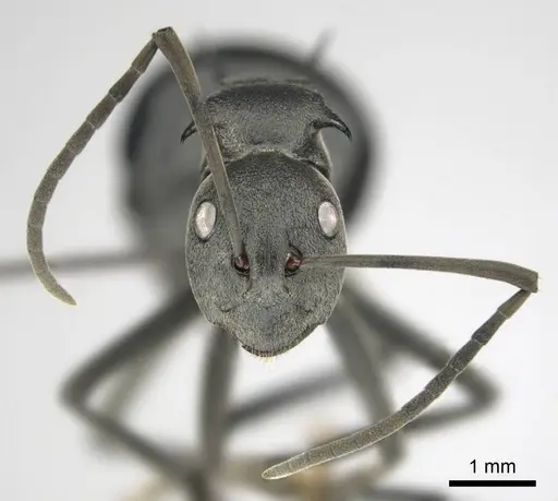 Polyrhachis gagates specimen CASENT0814380 image casent0814380_4