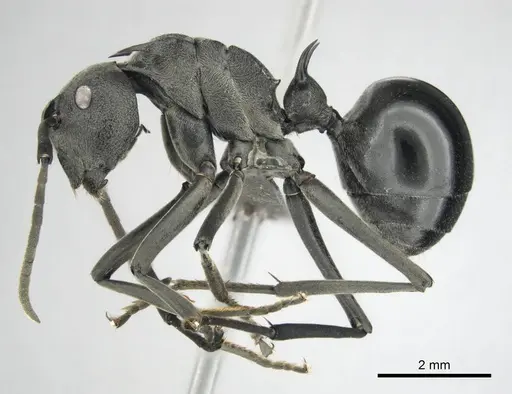 Polyrhachis gagates specimen CASENT0814380 image casent0814380_5