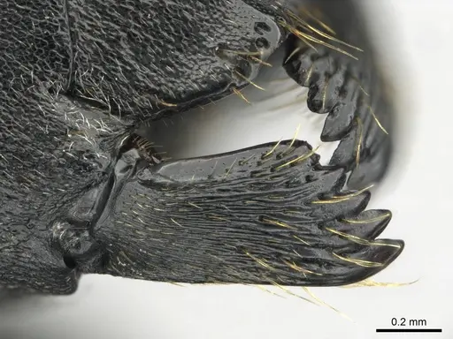 Polyrhachis gagates specimen CASENT0814383 image casent0814383_1