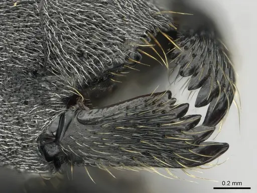 Polyrhachis gagates specimen CASENT0814893 image casent0814893_1