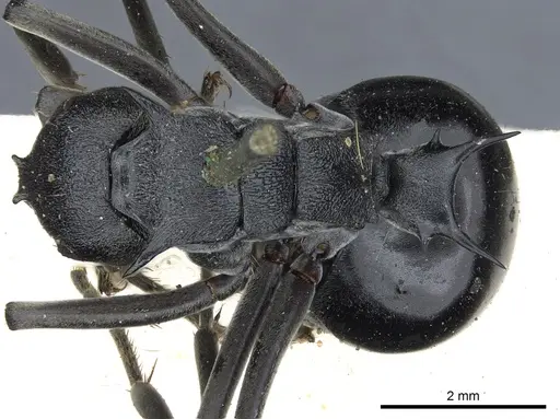 Polyrhachis gagates specimen CASENT0903451 image casent0903451_1