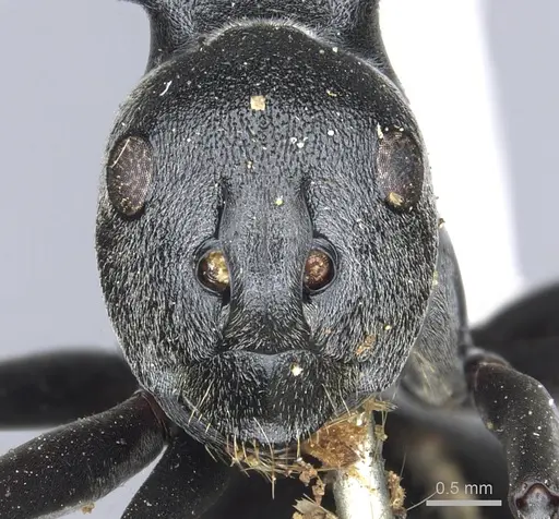 Polyrhachis gagates specimen CASENT0903451 image casent0903451_2