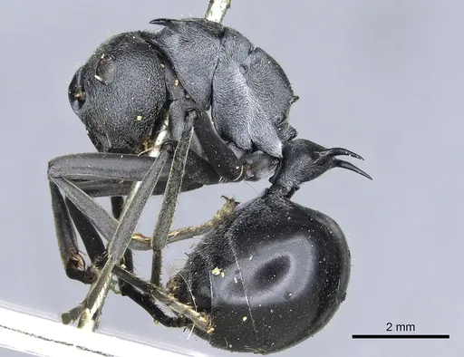 Polyrhachis gagates specimen CASENT0903451 image casent0903451_3