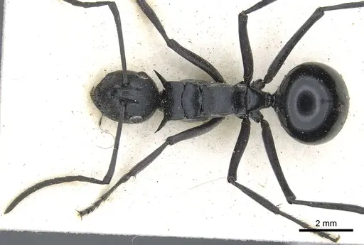 Polyrhachis gagates specimen CASENT0903452 image casent0903452_1