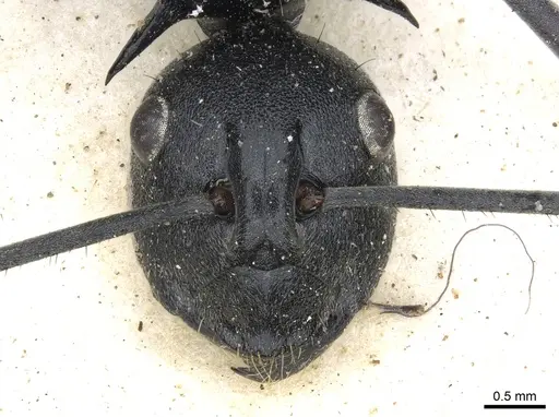 Polyrhachis gagates specimen CASENT0903452 image casent0903452_2