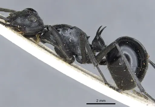 Polyrhachis gagates specimen CASENT0903452 image casent0903452_3