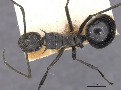 Polyrhachis gagates specimen CASENT0905626 image casent0905626_1