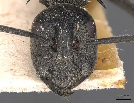 Polyrhachis gagates specimen CASENT0905626 image casent0905626_2