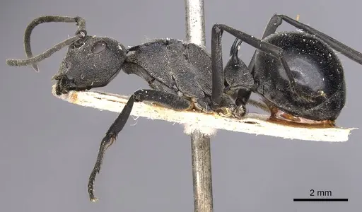 Polyrhachis gagates specimen CASENT0905626 image casent0905626_3