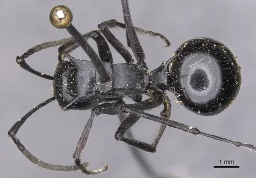 Polyrhachis gagates specimen CASENT0905627 image casent0905627_1