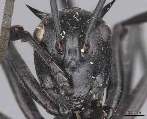 Polyrhachis gagates specimen CASENT0905627 image casent0905627_2