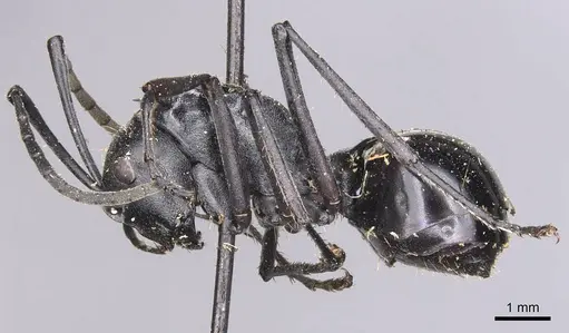 Polyrhachis gagates specimen CASENT0905627 image casent0905627_3