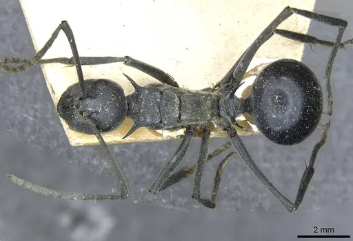 Polyrhachis gagates specimen CASENT0910904 image casent0910904_1