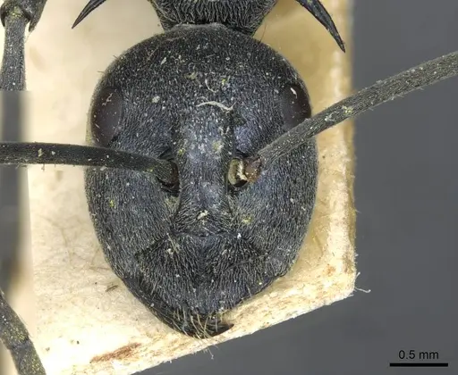 Polyrhachis gagates specimen CASENT0910904 image casent0910904_2