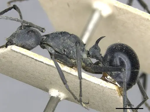 Polyrhachis gagates specimen CASENT0910904 image casent0910904_3