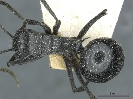 Polyrhachis gagates specimen CASENT0912120 image casent0912120_1