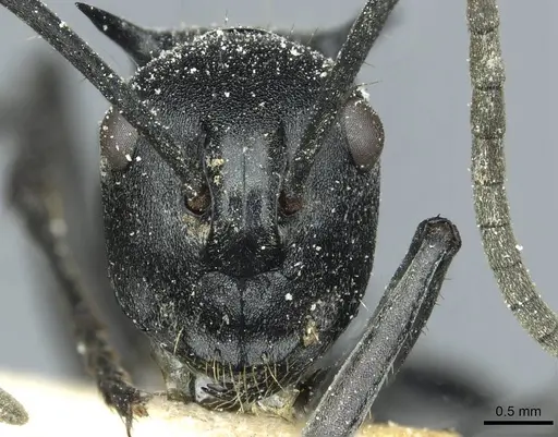 Polyrhachis gagates specimen CASENT0912120 image casent0912120_2