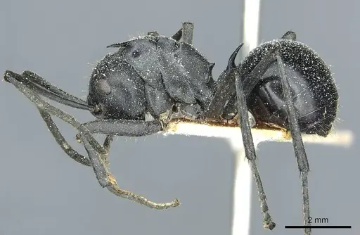 Polyrhachis gagates specimen CASENT0912120 image casent0912120_3