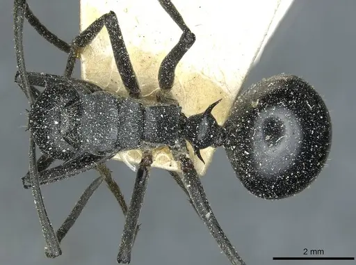Polyrhachis gagates specimen CASENT0912121 image casent0912121_1