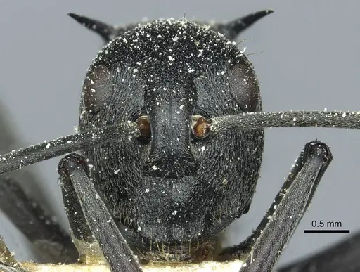 Polyrhachis gagates specimen CASENT0912121 image casent0912121_2