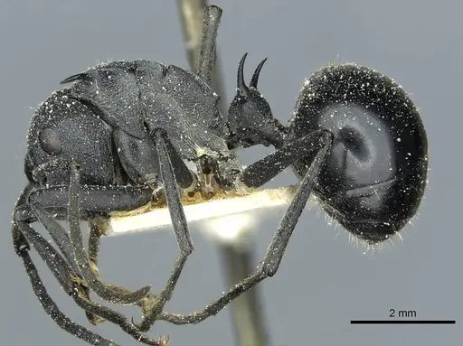 Polyrhachis gagates specimen CASENT0912121 image casent0912121_3
