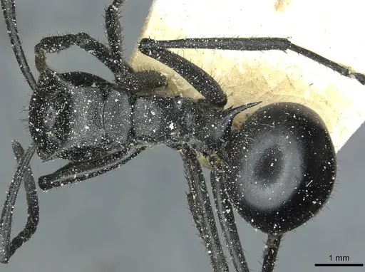 Polyrhachis gagates specimen CASENT0912122 image casent0912122_1