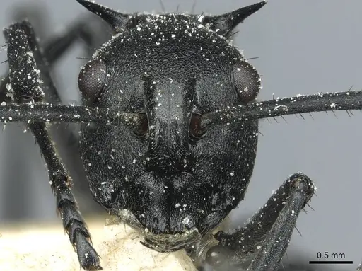 Polyrhachis gagates specimen CASENT0912122 image casent0912122_2
