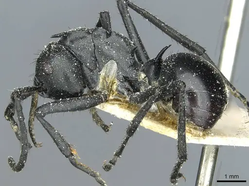 Polyrhachis gagates specimen CASENT0912122 image casent0912122_3