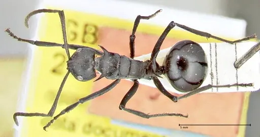 Polyrhachis gagates specimen FOCOL2572 image focol2572_1