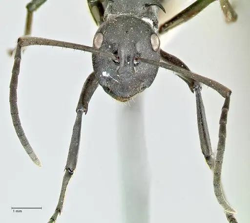 Polyrhachis gagates specimen FOCOL2572 image focol2572_2
