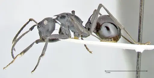 Polyrhachis gagates specimen FOCOL2572 image focol2572_3