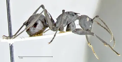 Polyrhachis gagates specimen FOCOL2572 image focol2572_4
