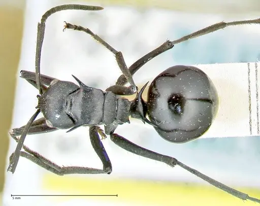 Polyrhachis gagates specimen FOCOL2573 image focol2573_1