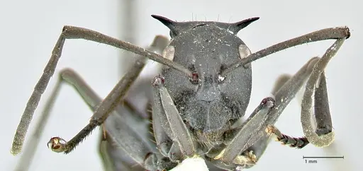 Polyrhachis gagates specimen FOCOL2573 image focol2573_2