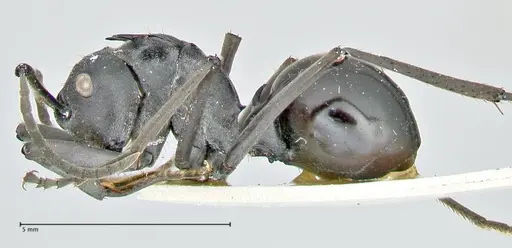 Polyrhachis gagates specimen FOCOL2573 image focol2573_3