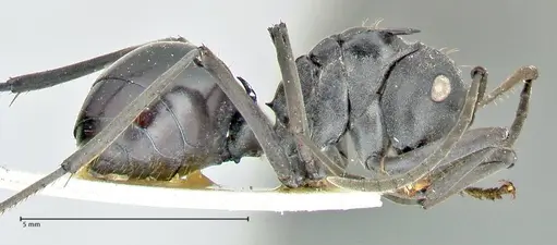 Polyrhachis gagates specimen FOCOL2573 image focol2573_4