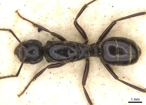Polyrhachis gamaii specimen CASENT0906822 image casent0906822_1