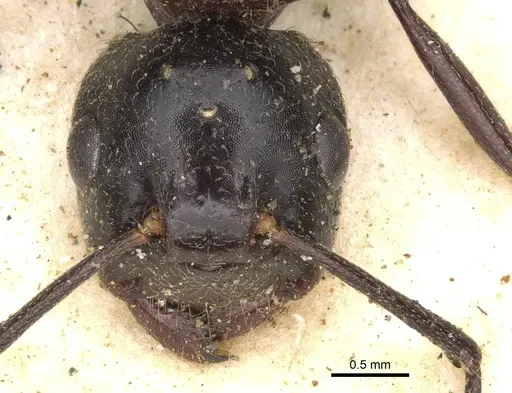 Polyrhachis gamaii specimen CASENT0906822 image casent0906822_2