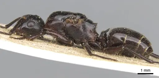 Polyrhachis gamaii specimen CASENT0906822 image casent0906822_3