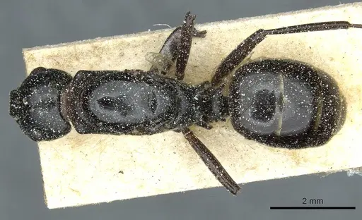 Polyrhachis gamaii specimen CASENT0912123 image casent0912123_1
