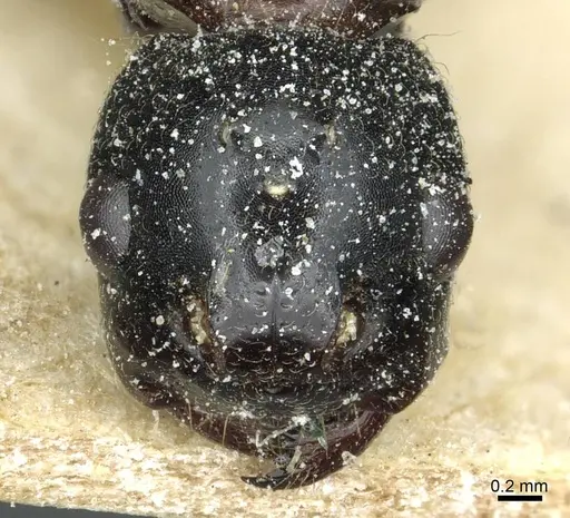 Polyrhachis gamaii specimen CASENT0912123 image casent0912123_2